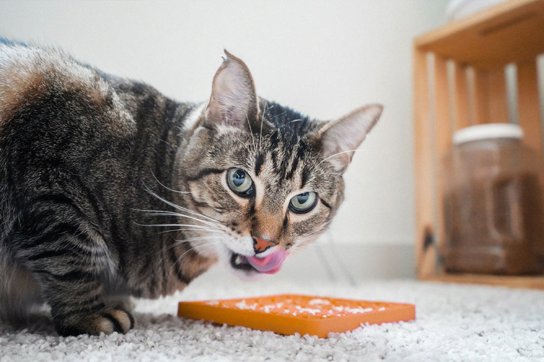 How To Use a Lick Mat for Cats: A Complete Step-by-Step Guide