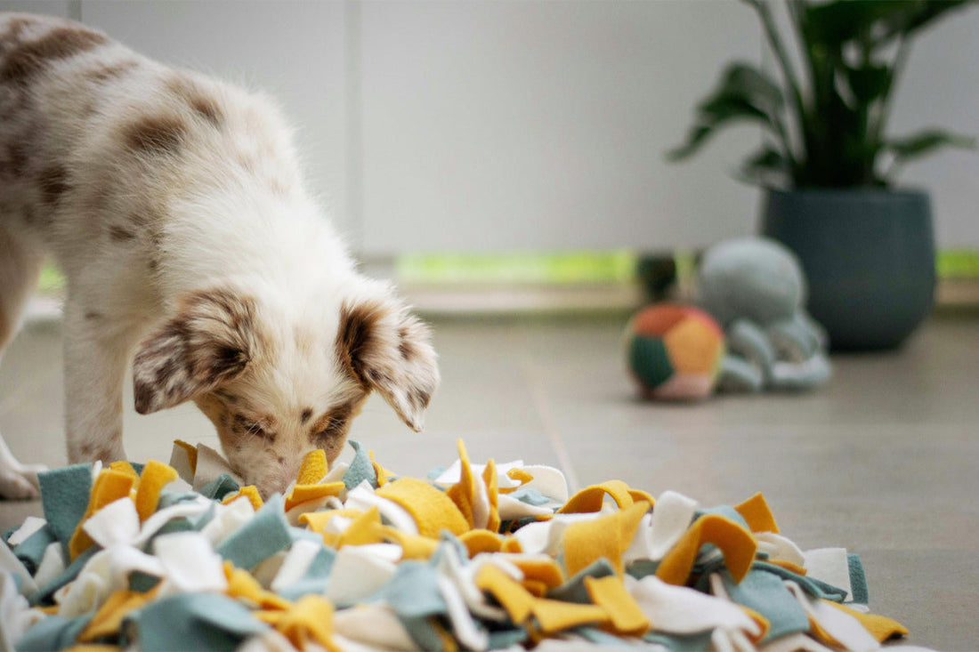 What Is a Snuffle Mat? Benefits, How It Works, and What To Buy