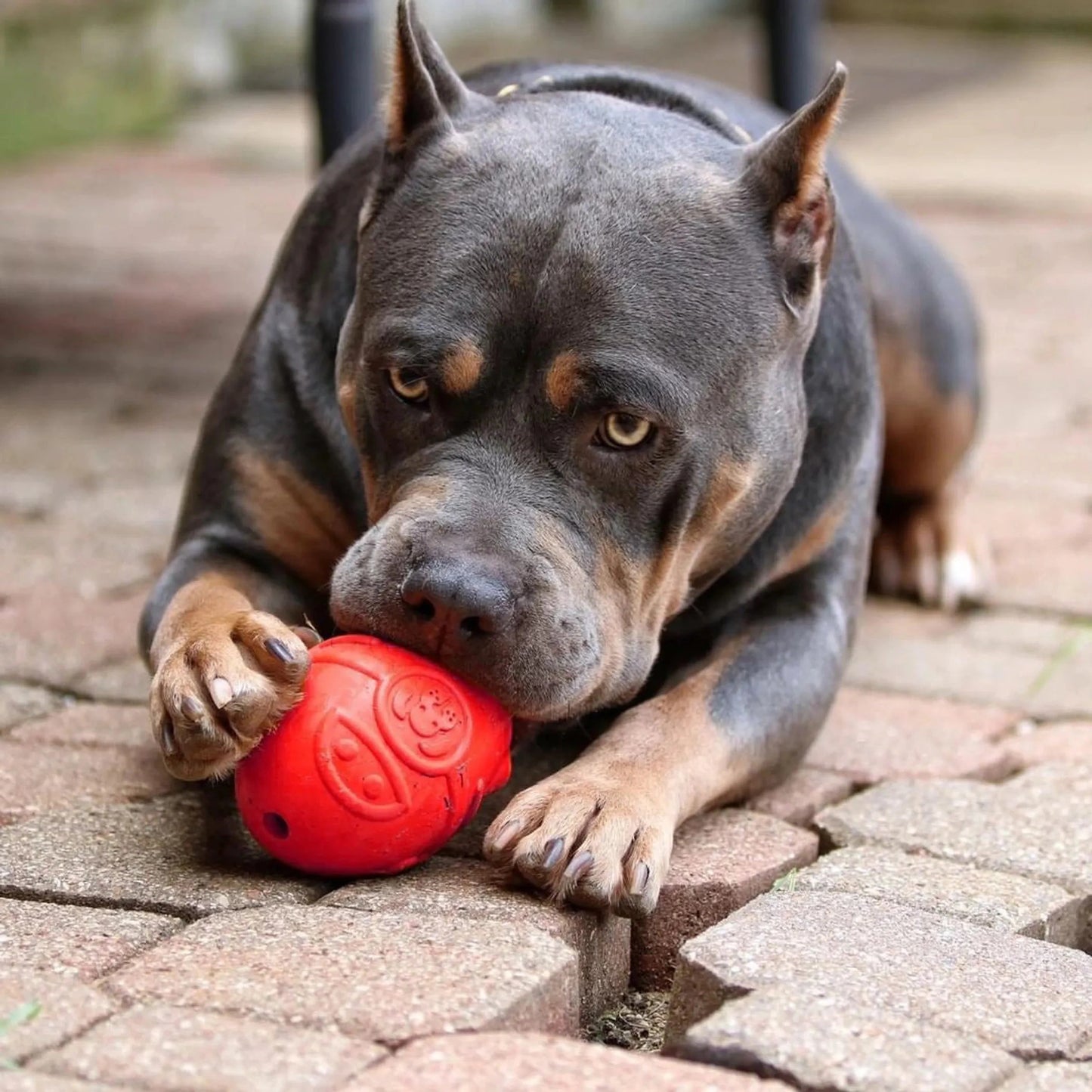 Muscular dog chewing red rocket-shaped rubber treat dispenser on patio