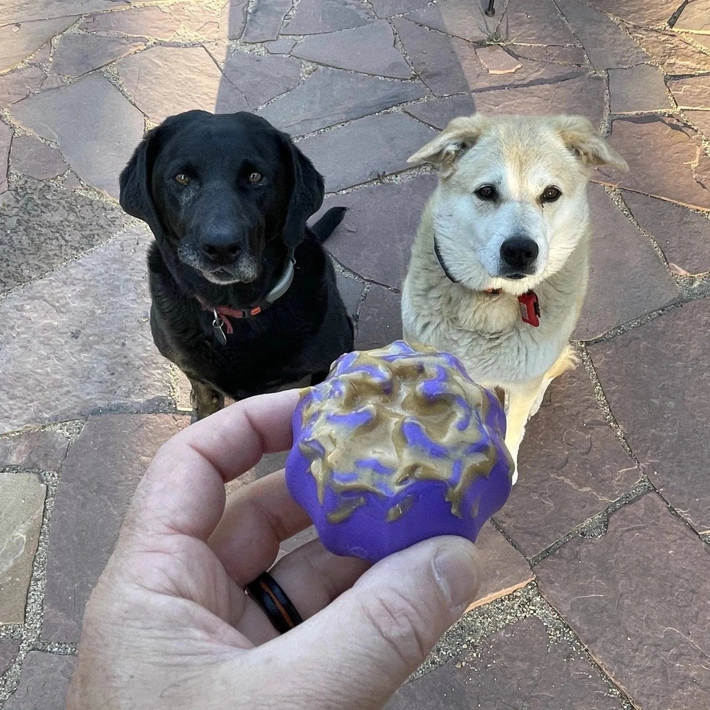 Hand holding peanut butter filled purple dog treat dispenser