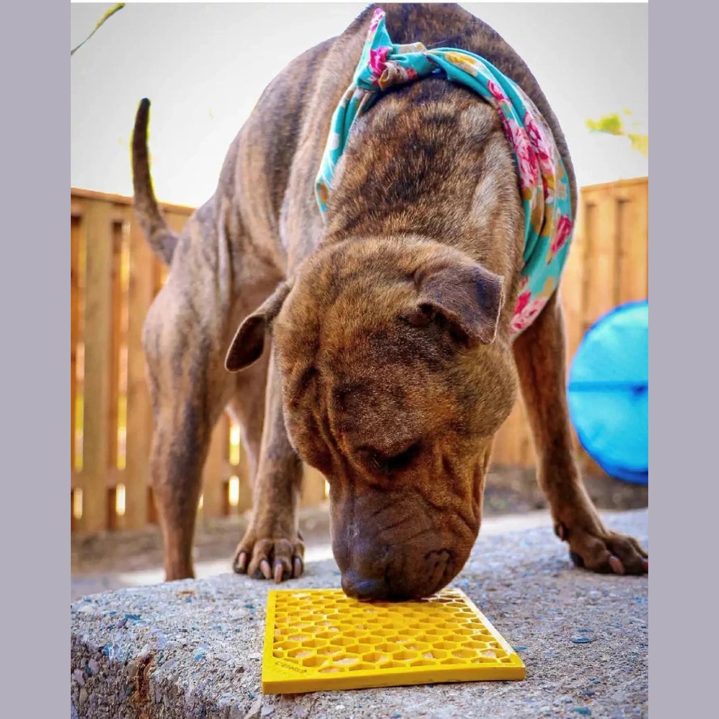 Brindle dog licking yellow honeycomb lick mat for small dogs and cats