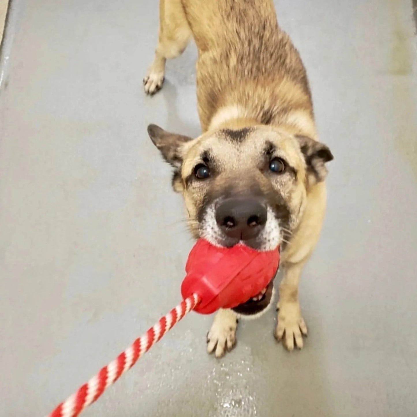 Mixed-breed dog playing with red SodaPup Grenade tough rubber treat dispenser