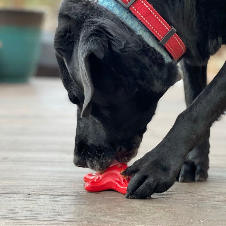 Black dog chewing red starfish nylon treat dispenser on deck