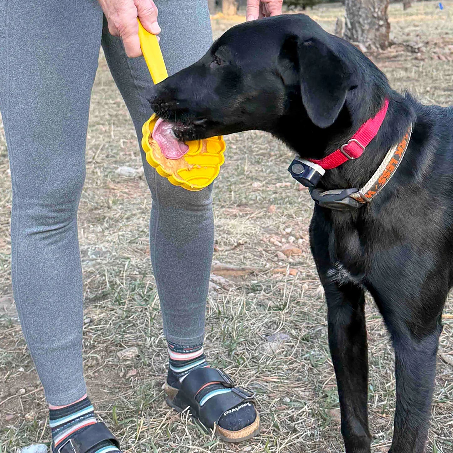 Yellow honeycomb SodaPup lick stick with peanut butter for dog anxiety relief outdoors