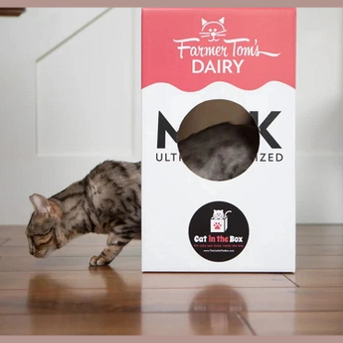 Tabby cat entering white and pink milk carton cardboard cat house hideaway tunnel with Farmer Tom's Dairy branding