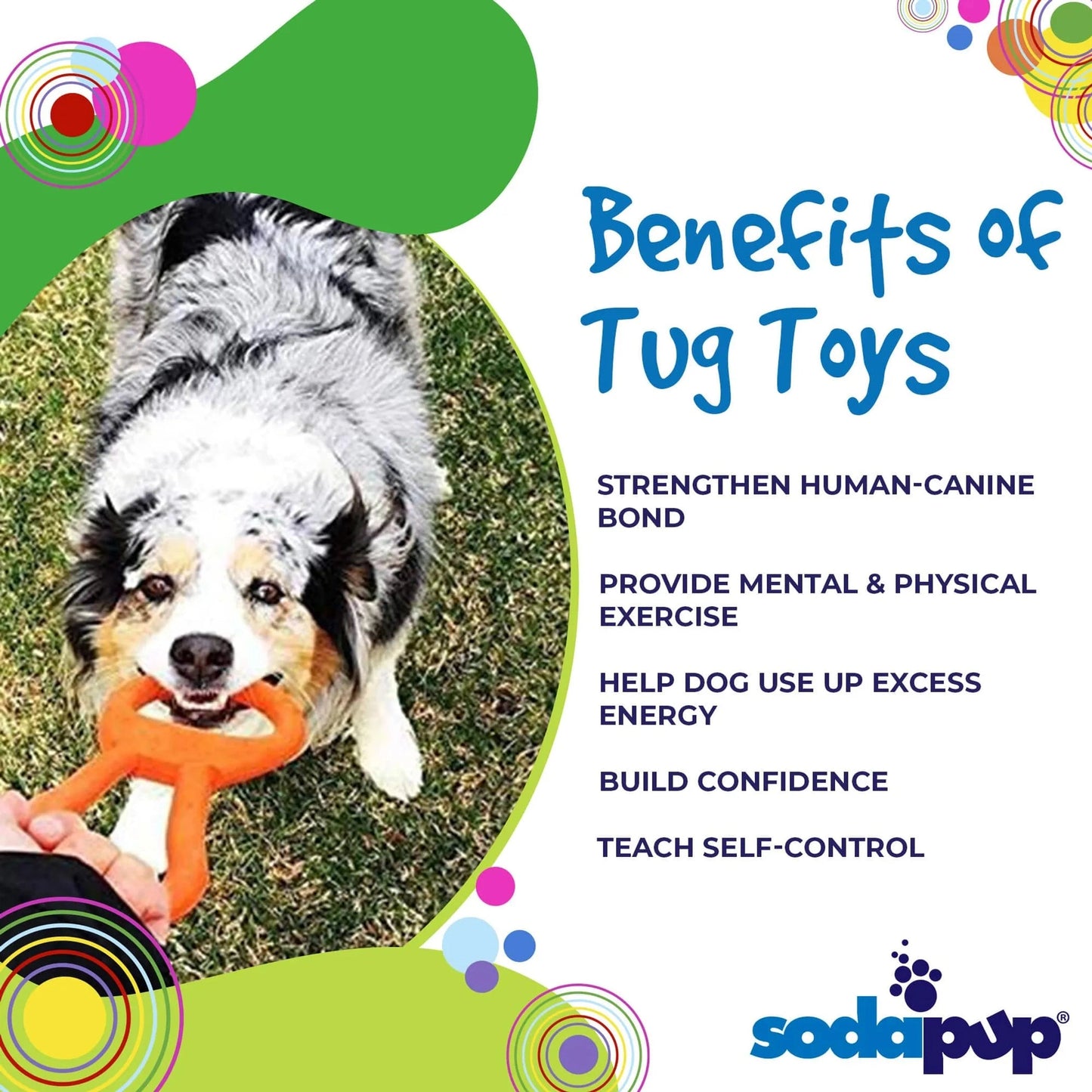 Merle dog playing tug of war with orange SodaPup rubber toy to strengthen bond