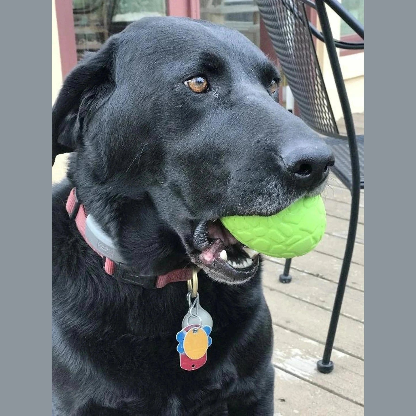 Side view of dog holding textured green rubber dinosaur egg