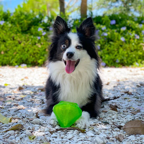 Green faceted diamond dog toy outdoors with active play use case