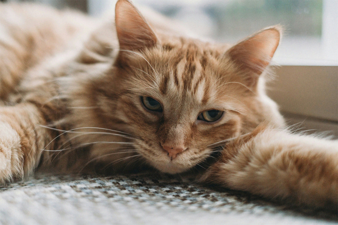 Signs Your Cat Is Bored and What To Do About It