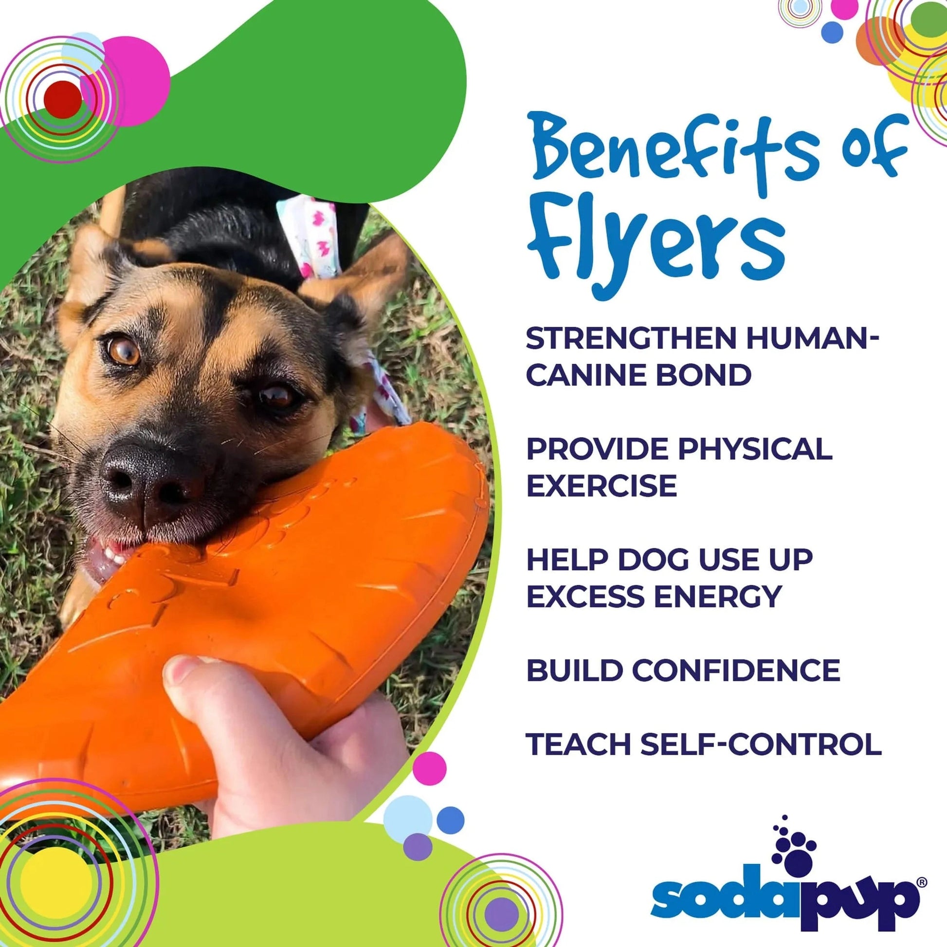 Black and tan dog holding orange soft rubber frisbee for fetch play outdoors
