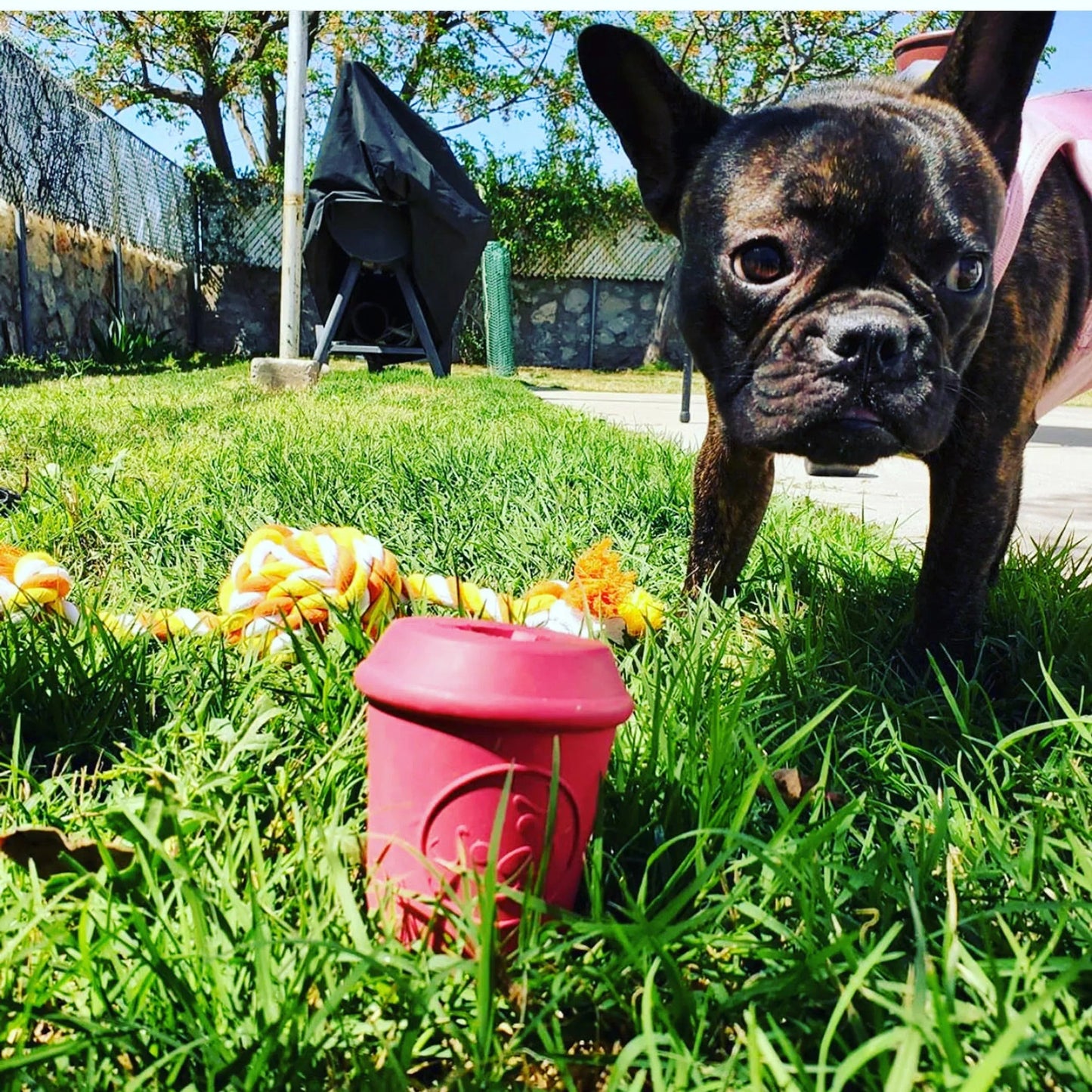 Pink coffee cup rubber treat dispenser on grass near French bulldog