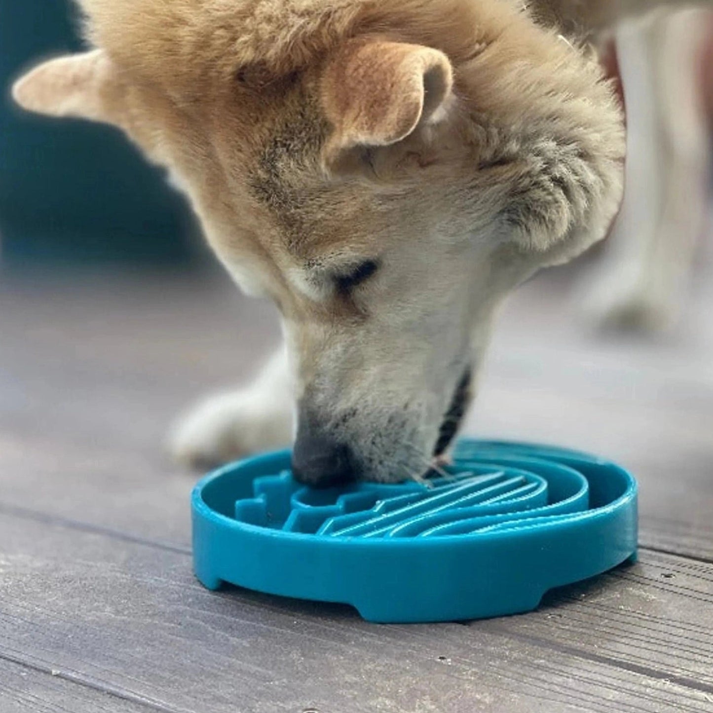 Close-up of dog using blue textured slow feeder bowl