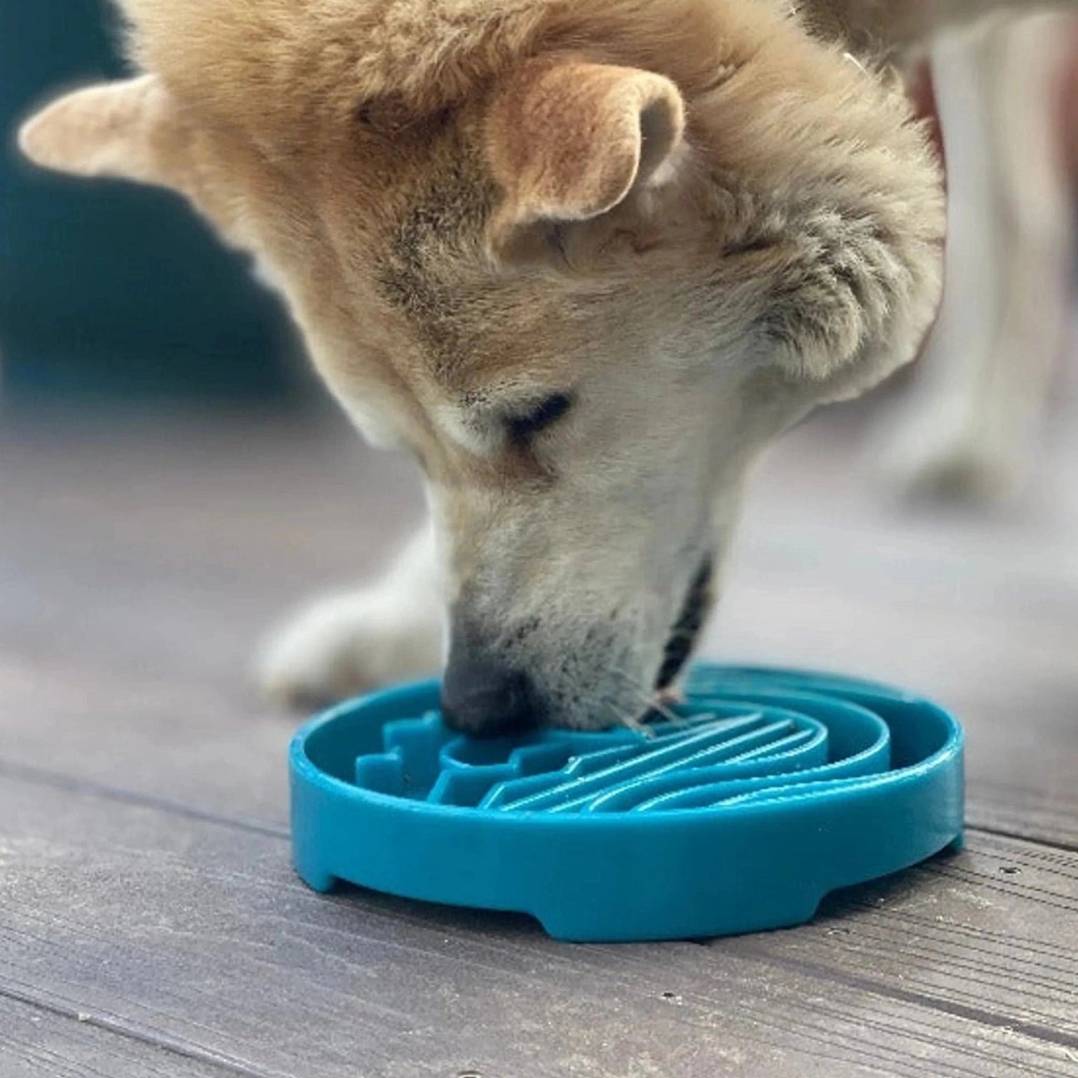 Close-up of dog using blue textured slow feeder bowl
