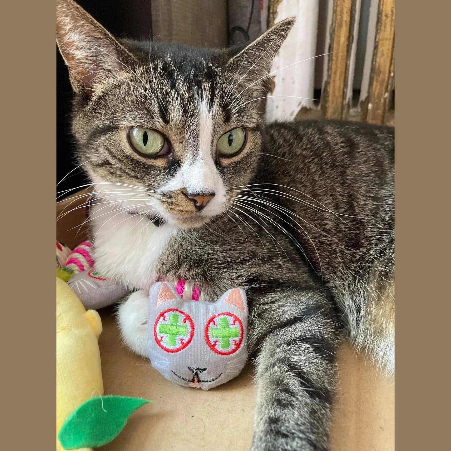 Catnip Set Catnip Toy