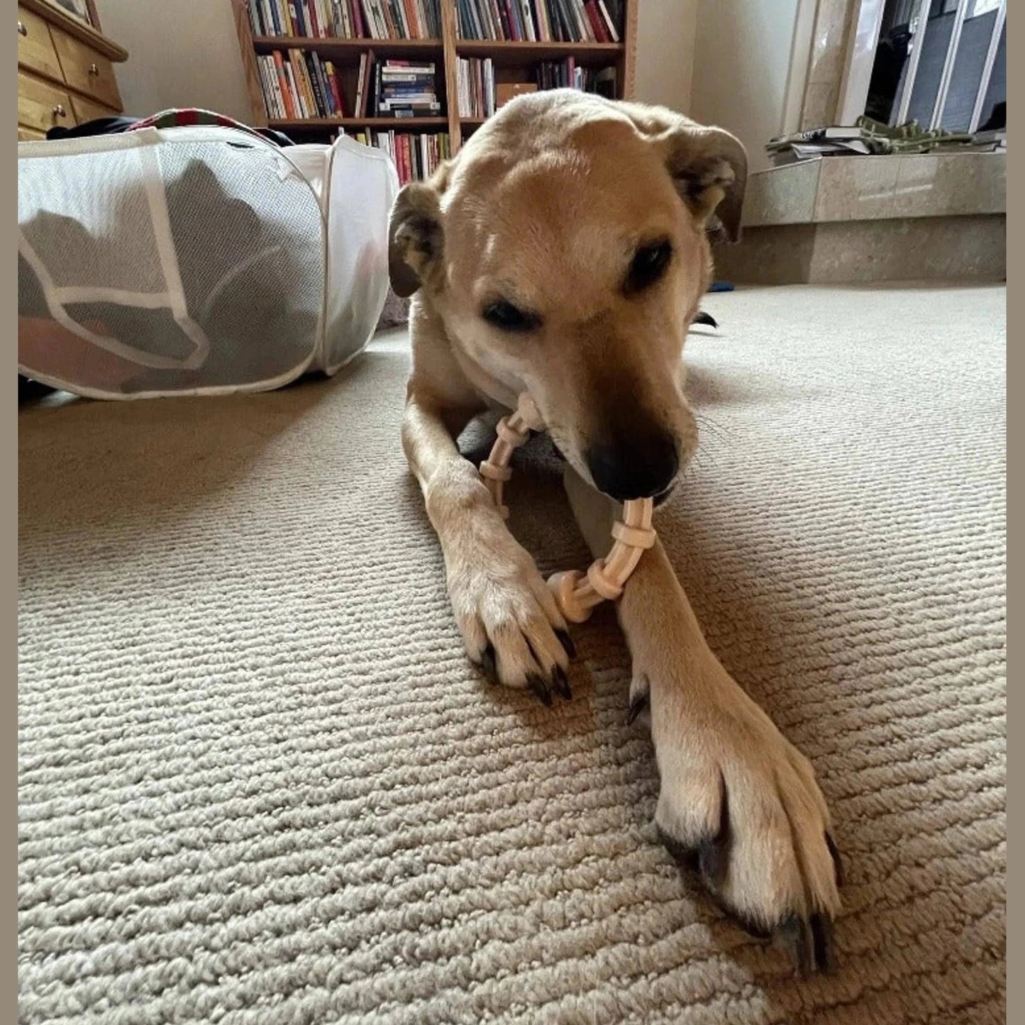 Light Brown Puppy Chewing on Beige Nylon Teething Ring Indoors