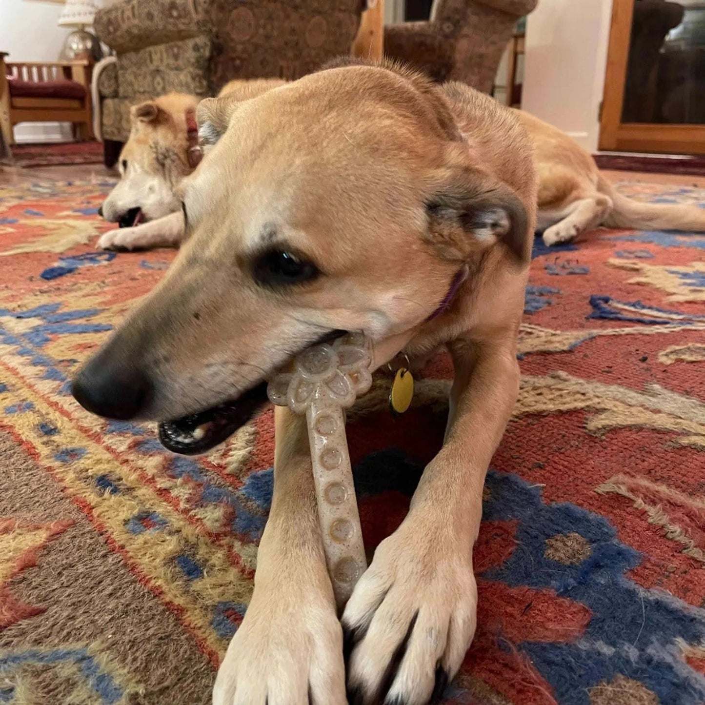 Two dogs playing with beige Nylon Flower Tower chew toy in living room