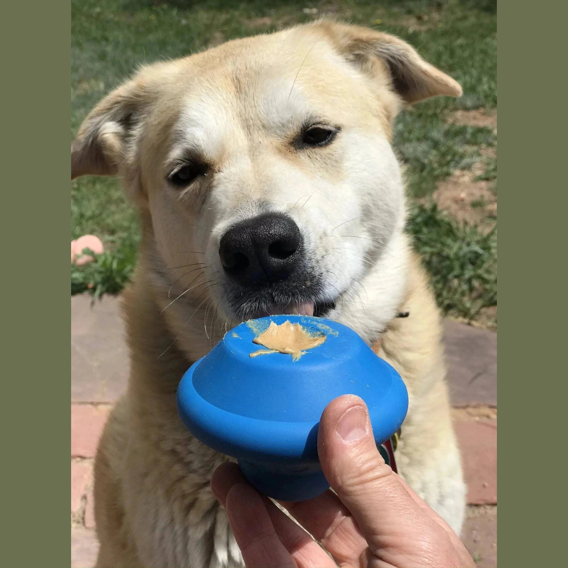 Dog licking peanut butter from blue UFO rubber treat toy outdoors