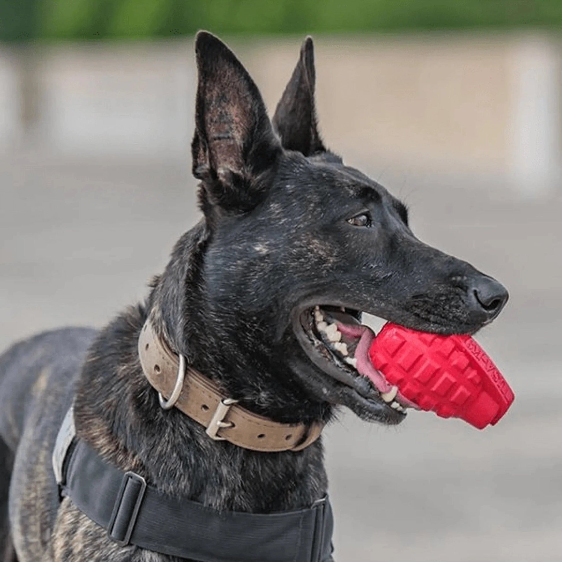 Black brindle dog chewing red textured grenade toy outdoors