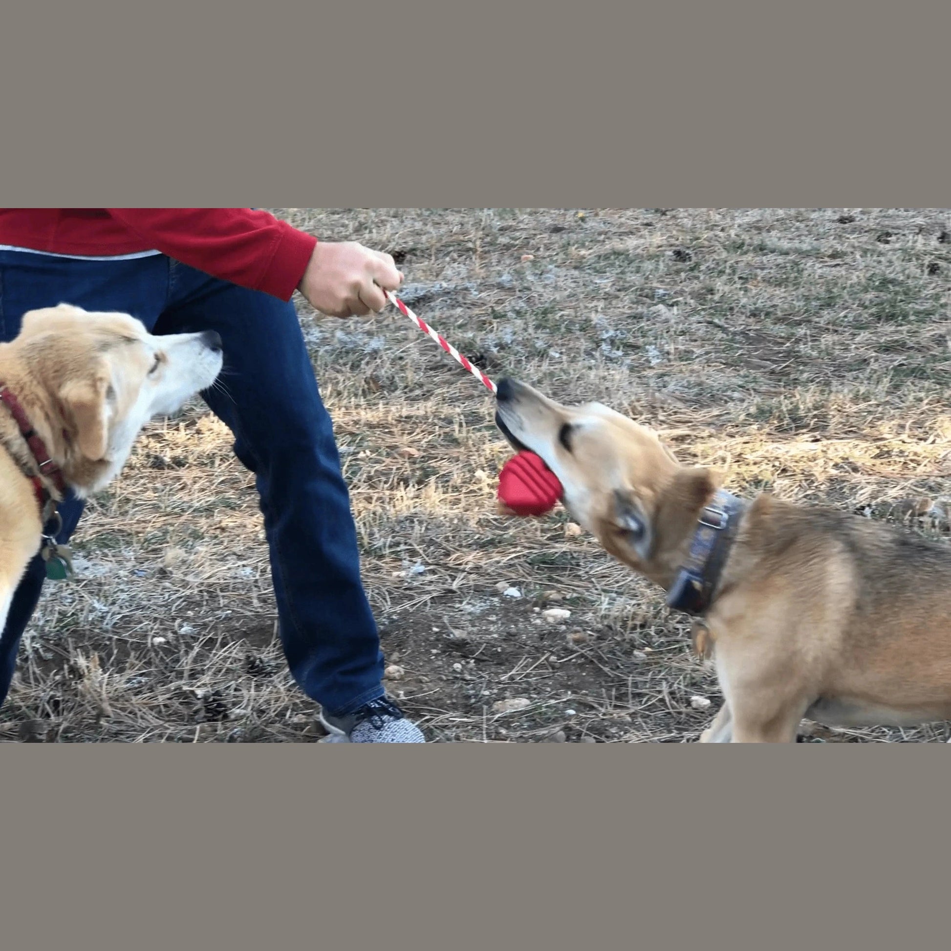 Dog playing tug of war with red heart shaped rubber reward ball and rope