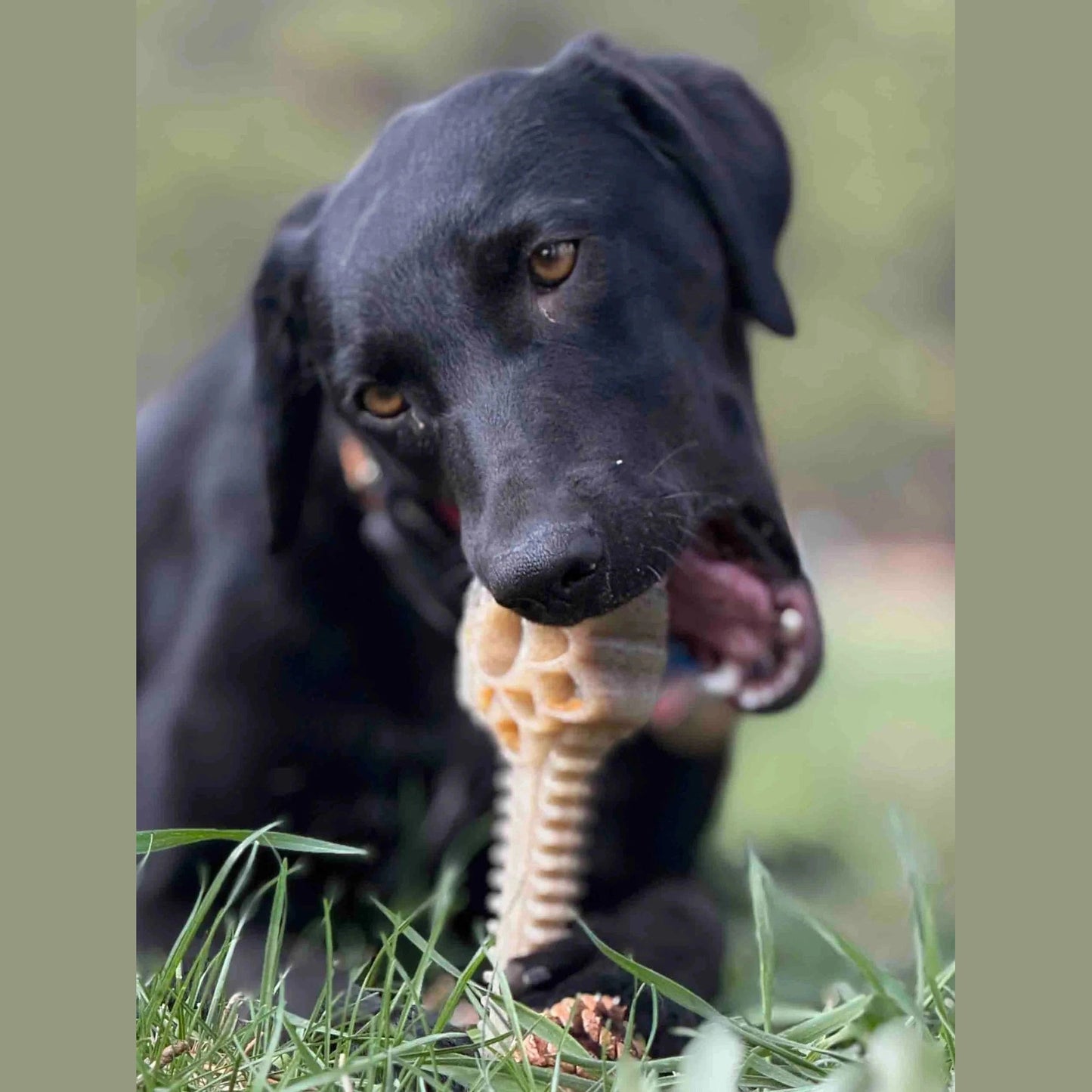 Black dog chewing tan ridged flower tower nylon toy outdoors in grass showing fit and texture