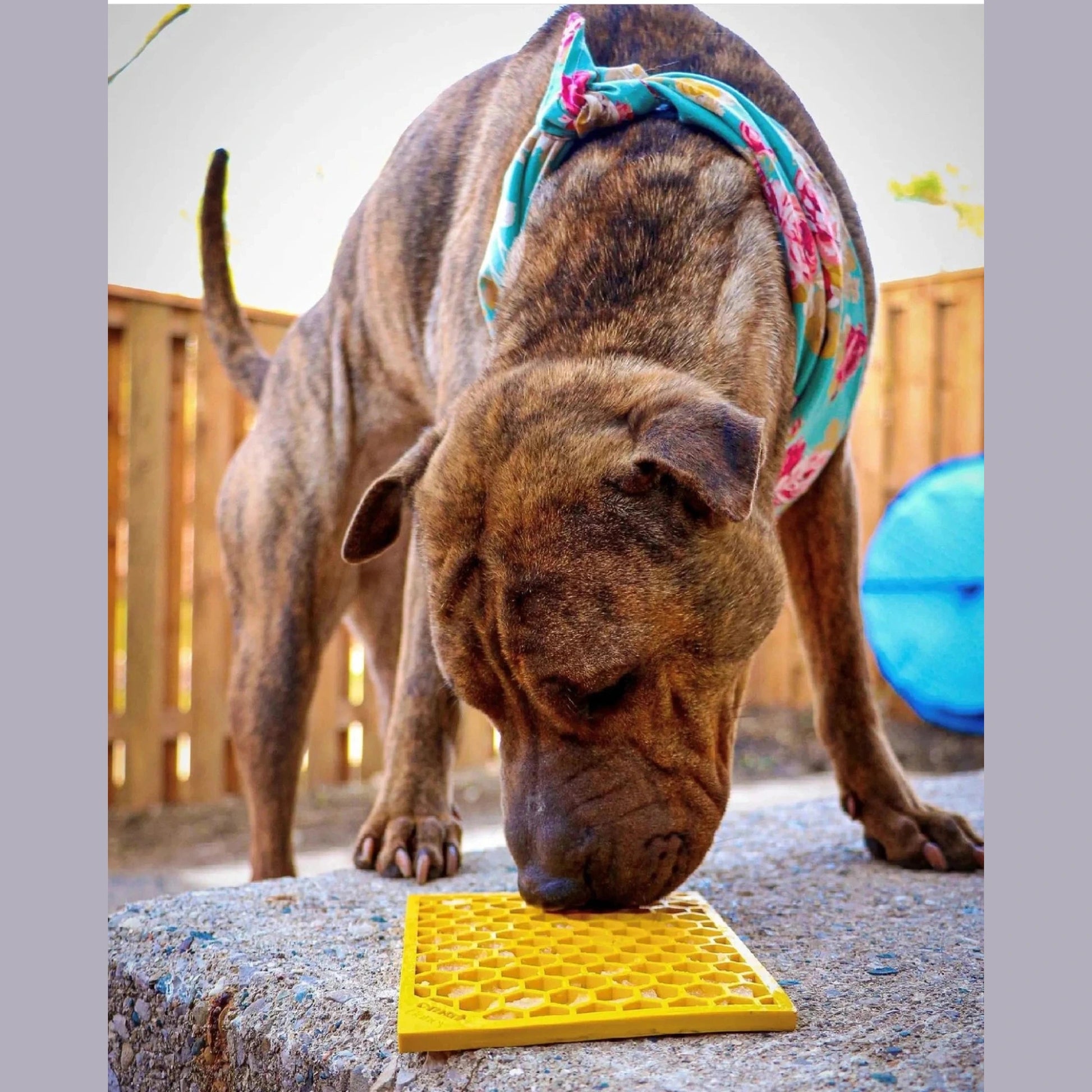 Brindle dog licking yellow honeycomb treat mat outdoors