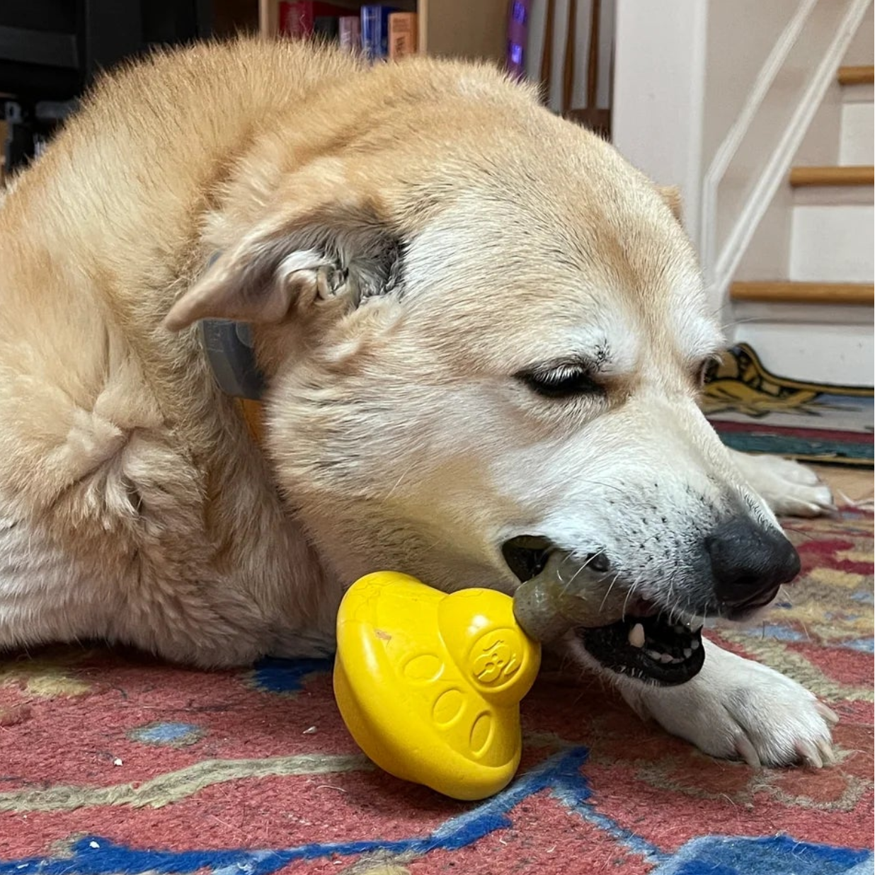 Dog playing with a yellow toy on a patterned rug in a home setting