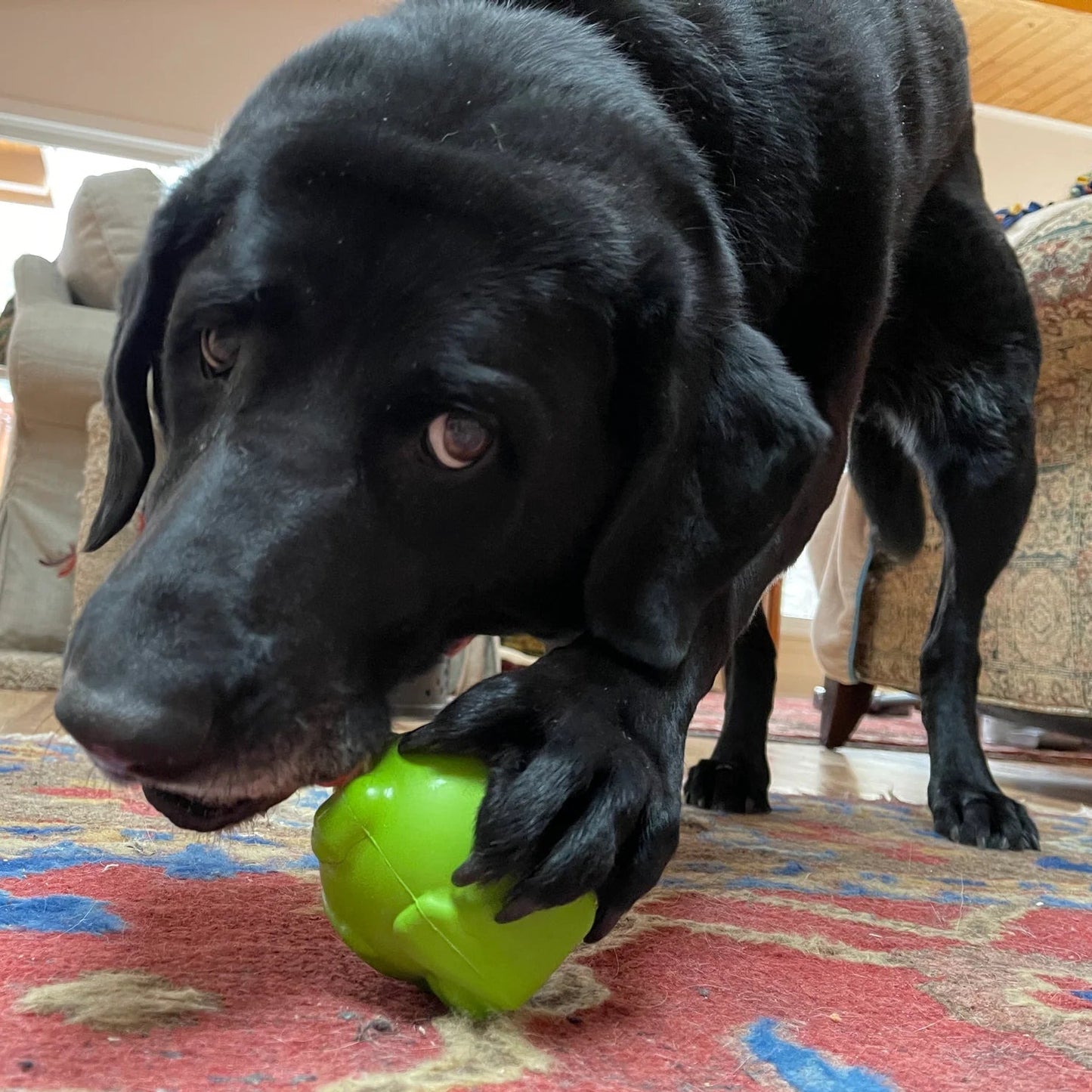 Black dog playing with a green ball on a colorful rug