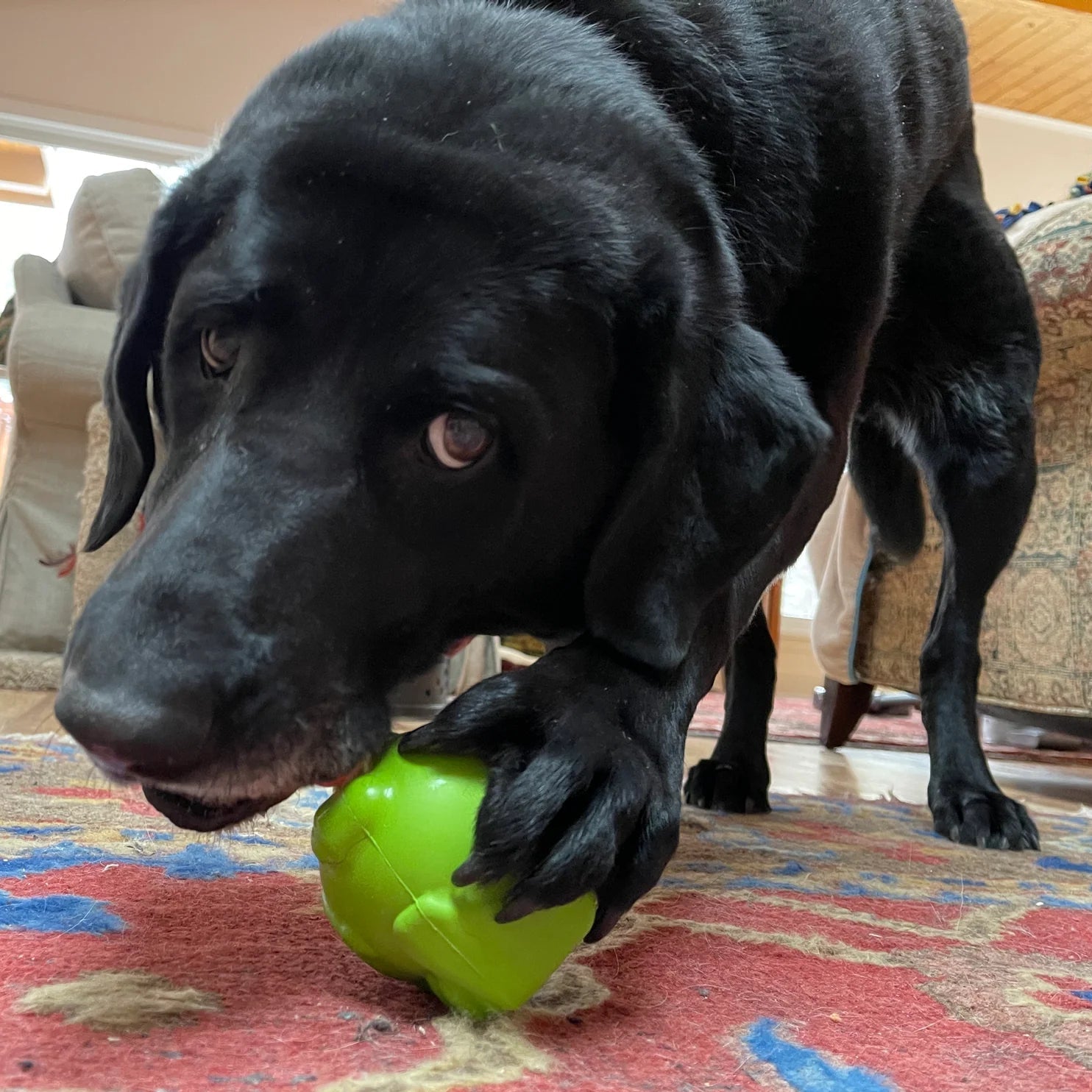 Black dog playing with a green ball on a colorful rug