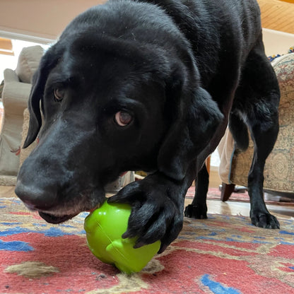 Black dog playing with a green ball on a colorful rug