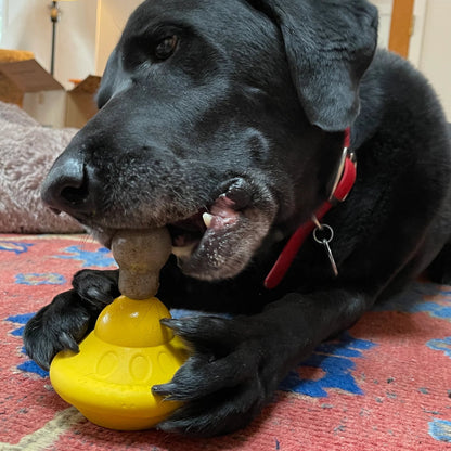 Black dog playing with a yellow toy on a patterned rug