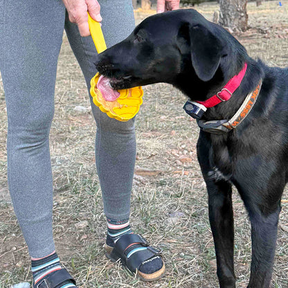 Yellow honeycomb SodaPup lick stick with peanut butter for dog anxiety relief outdoors