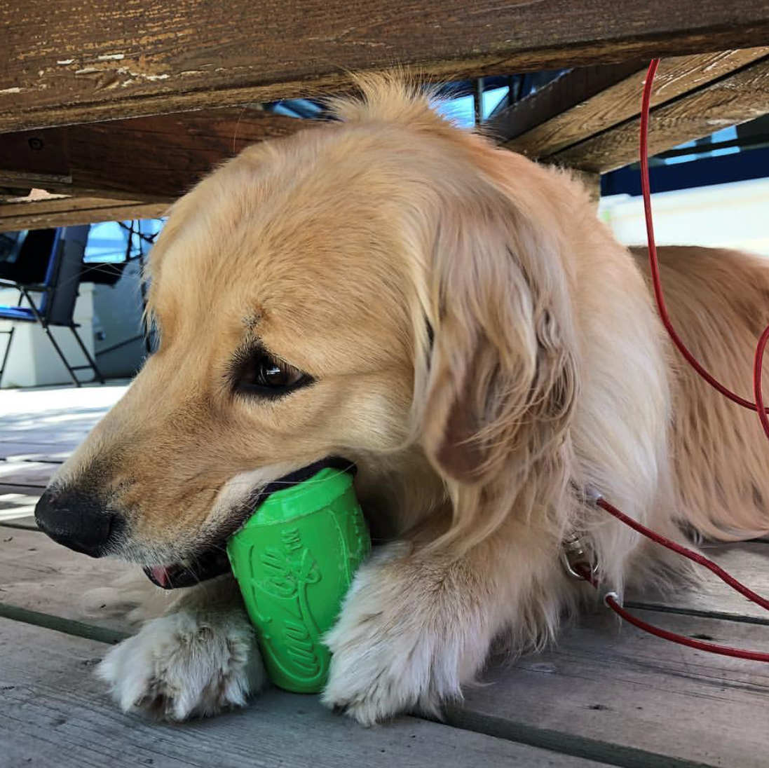 Dog holding a green toy under a wooden structure
