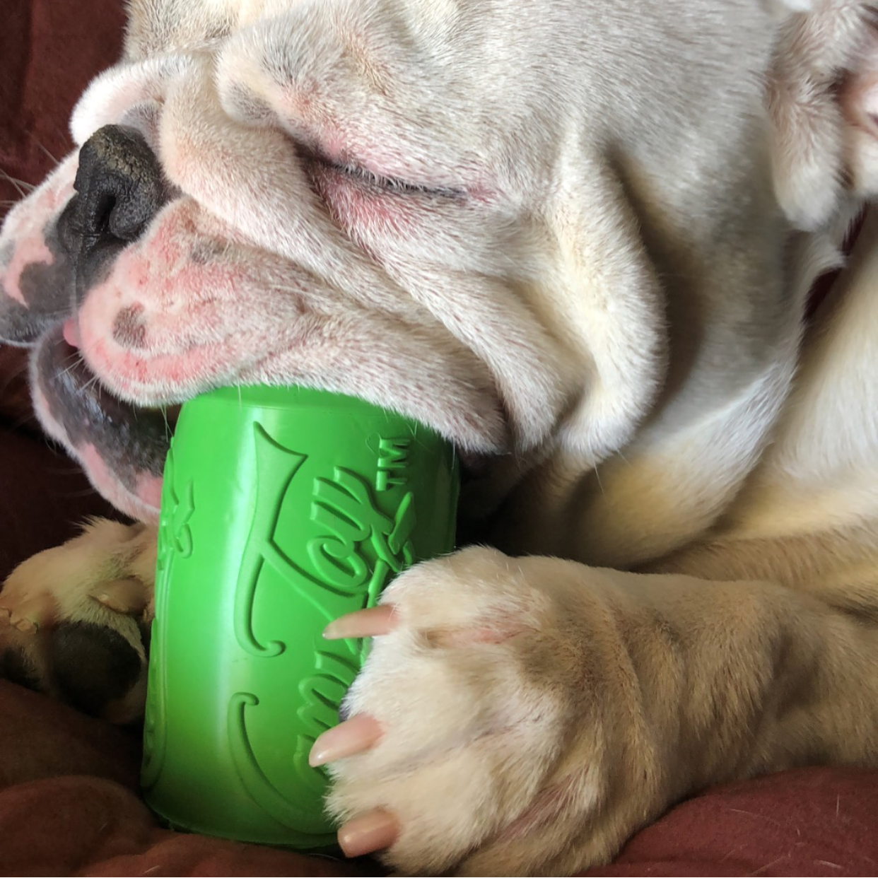 Dog chewing on a green toy with a brown background