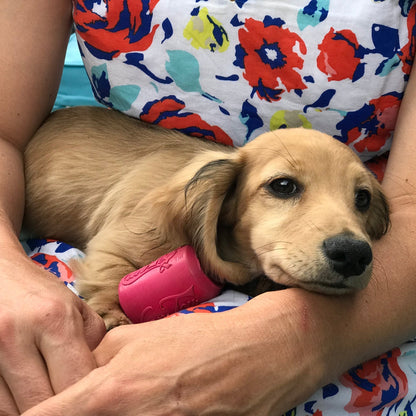 Dachshund playing with pink rubber soda can toy