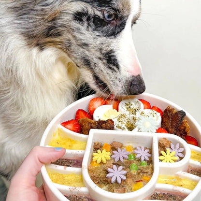 Merle dog eating multi-ingredient meal from white flower petal slow feeder