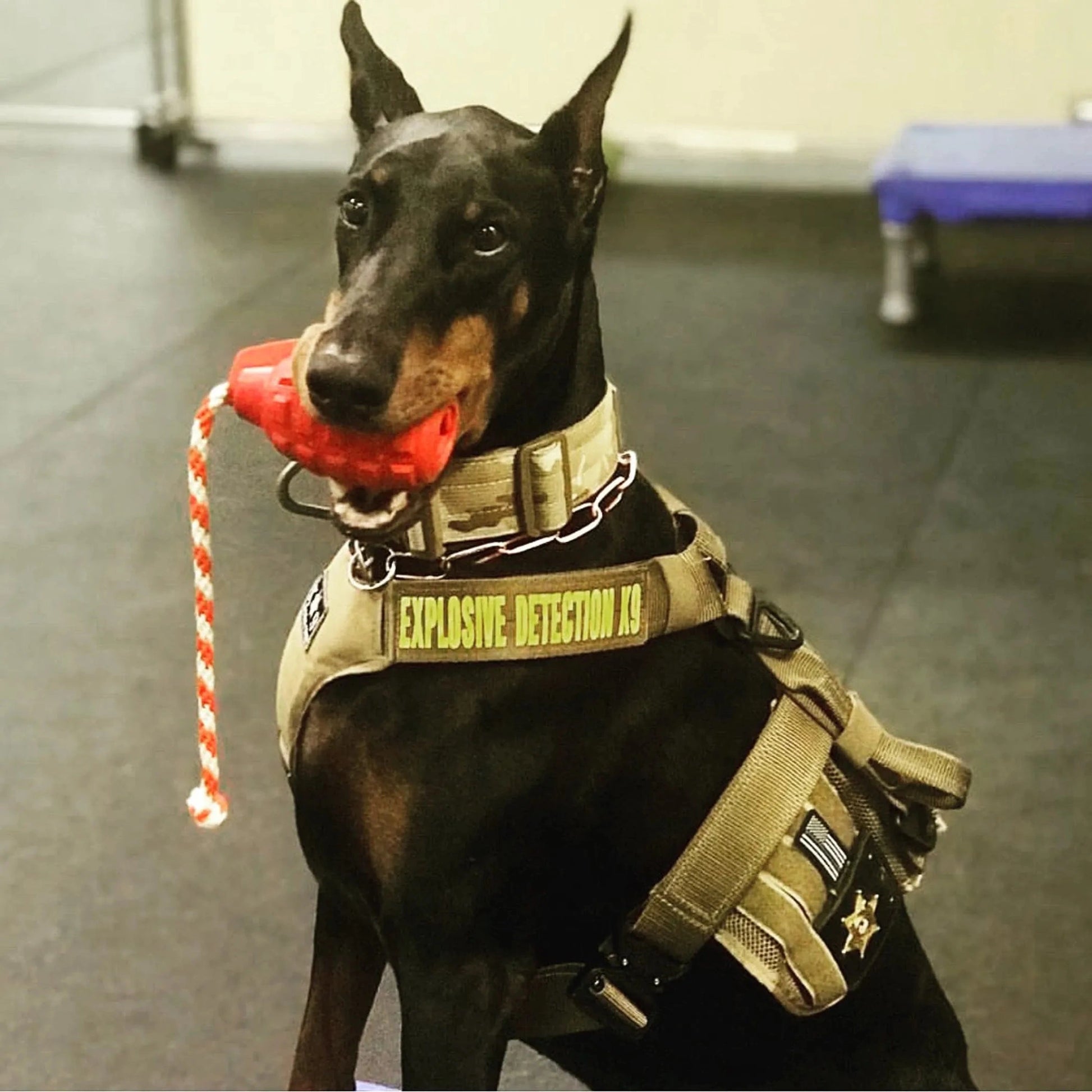 Doberman holding black grenade tug toy with rope tail during tactical training session