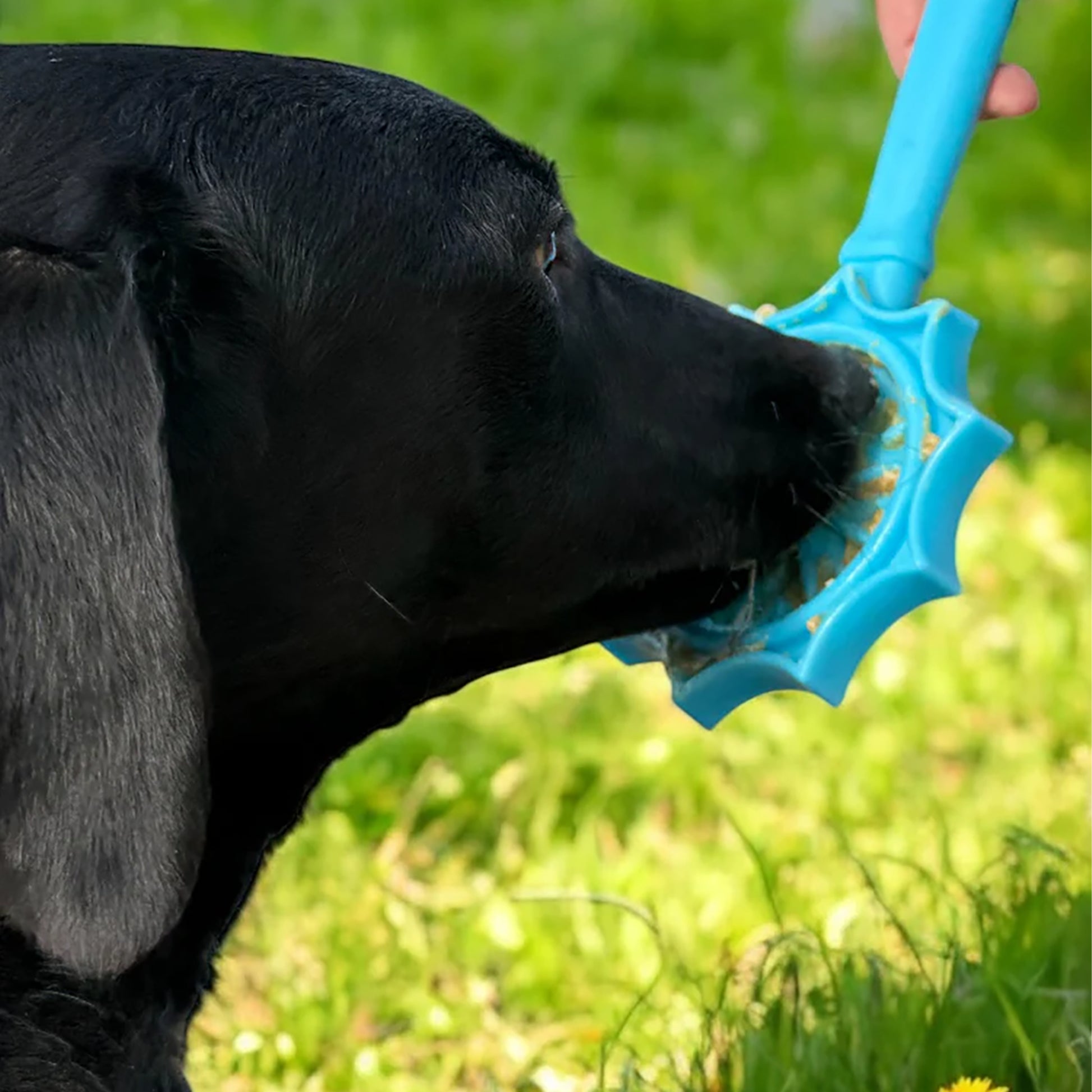 Black dog licking blue sunburst shaped lick stick with food spread in outdoor grass