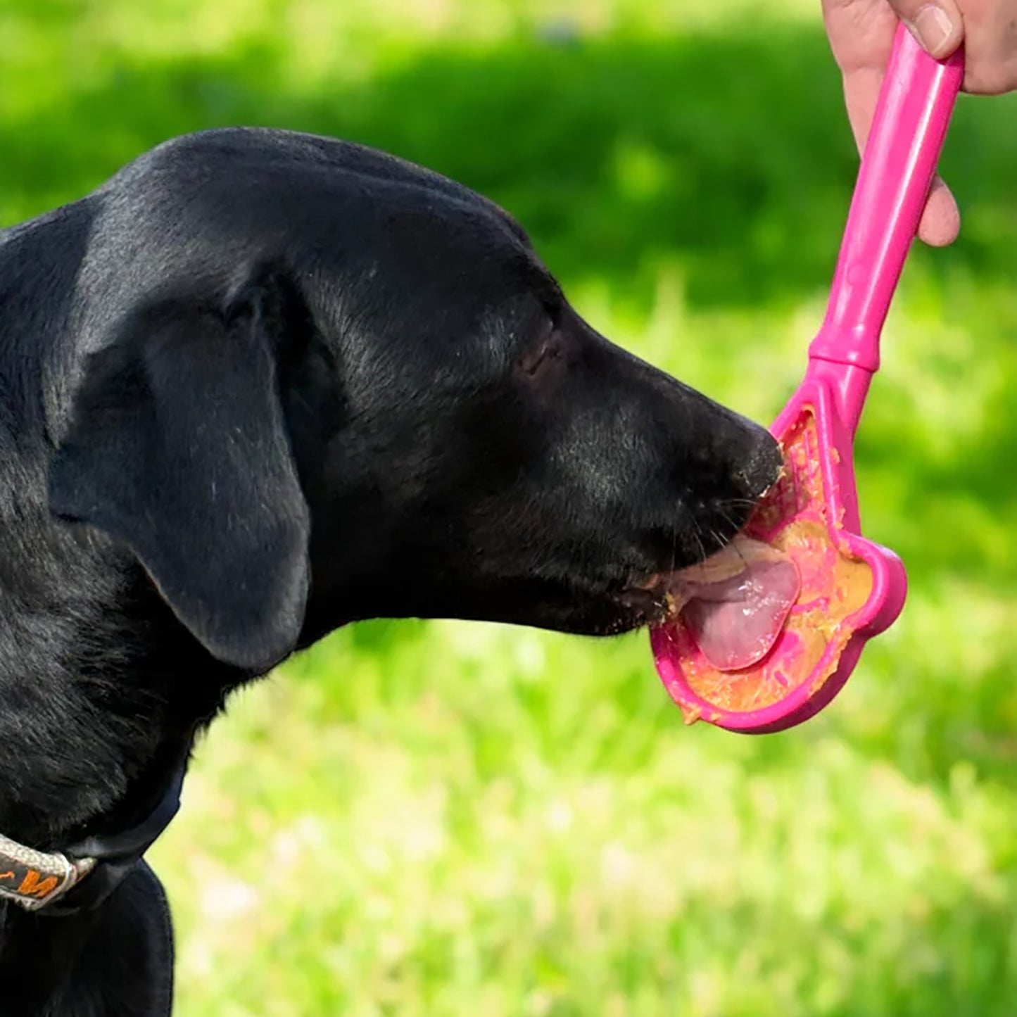 Pink ice cream cone shaped lick stick coated in peanut butter being licked by black dog