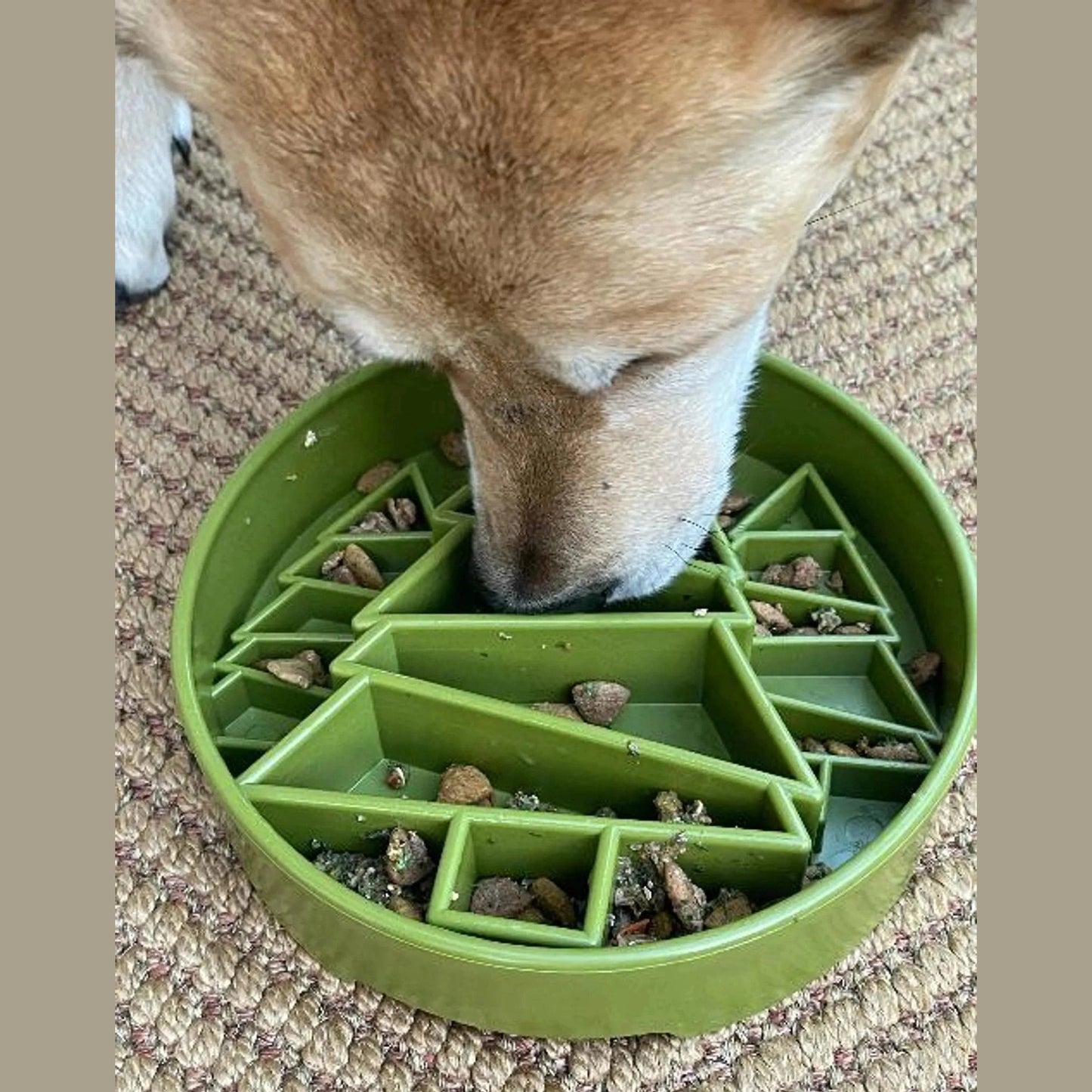Tan and white dog using green pine tree slow feeder bowl to eat kibble on carpet