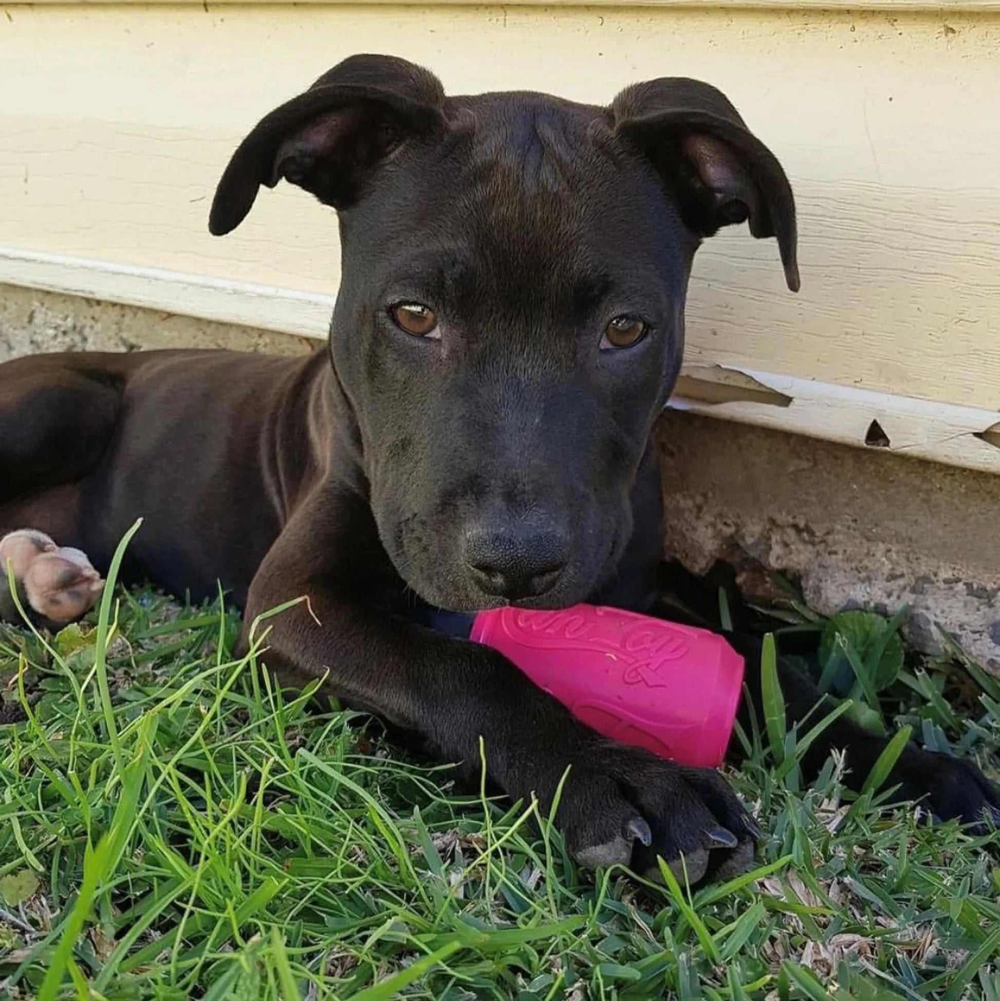 Black puppy chewing pink rubber dog toy outdoors