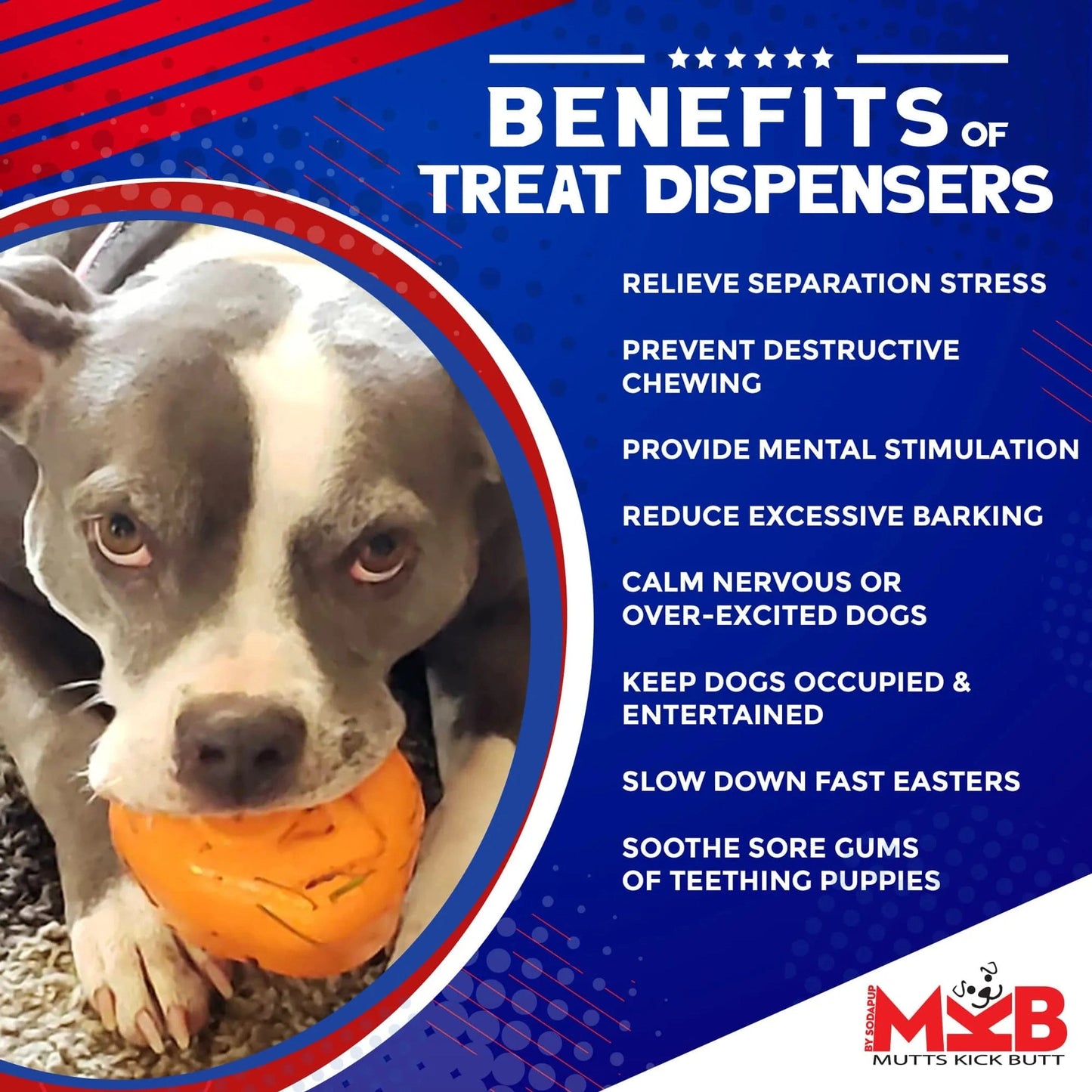 Pit bull using turkey treat dispenser to relieve stress