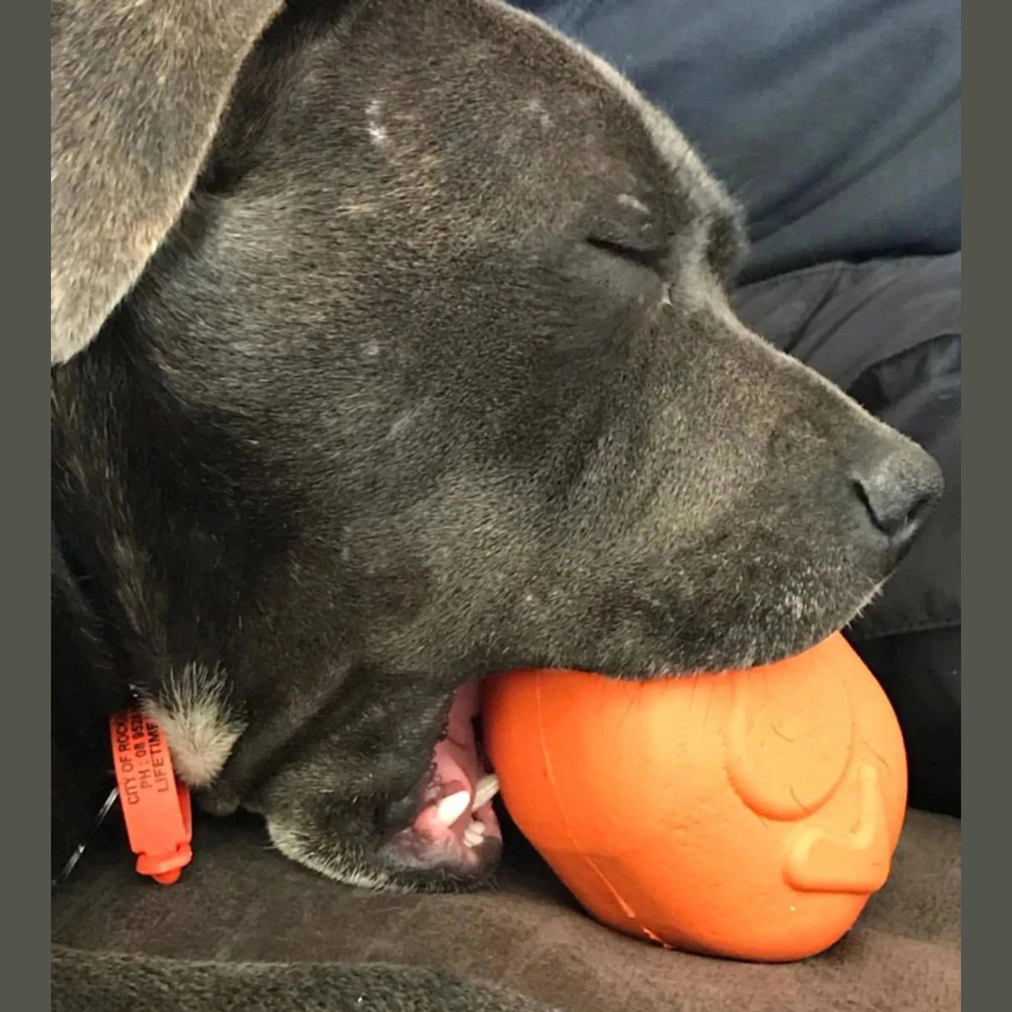 Gray dog chewing on orange rubber turkey toy side profile