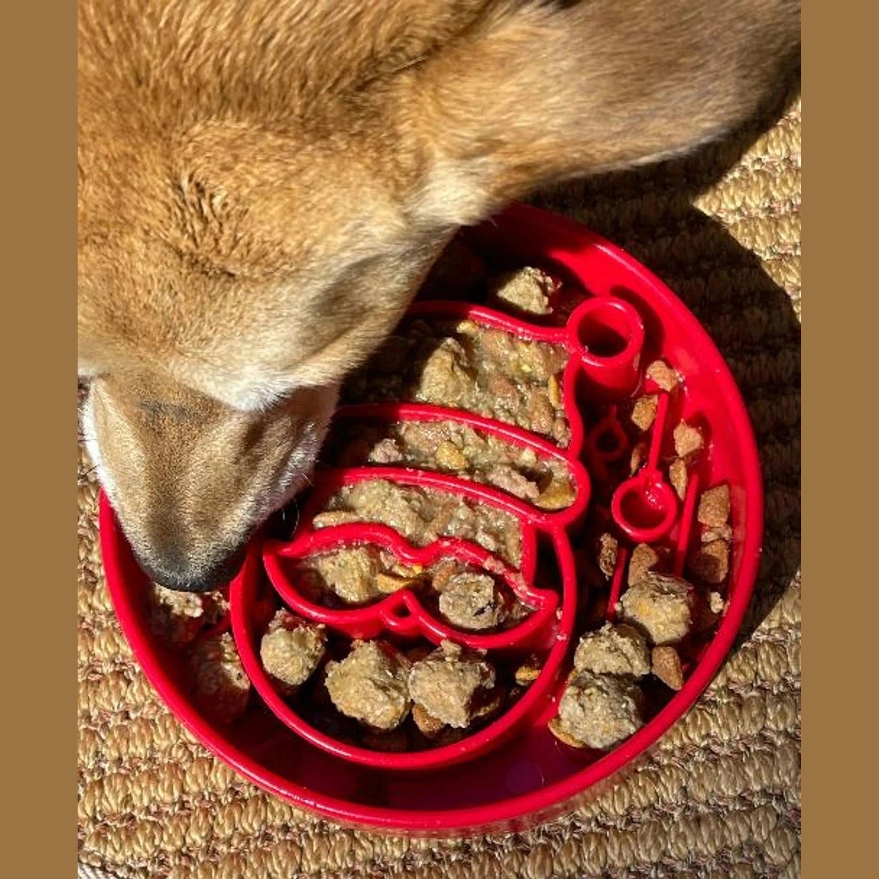 Close-up of brown dog eating from red Santa face slow feeder bowl ridges