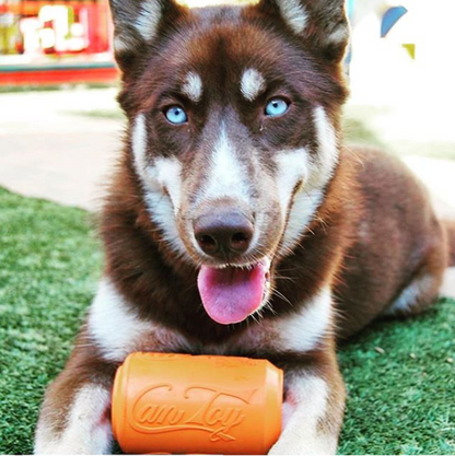 Dog with blue eyes holding an orange toy on grass