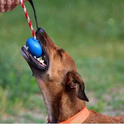 Working dog tugging blue rubber ball toy with rope outdoors