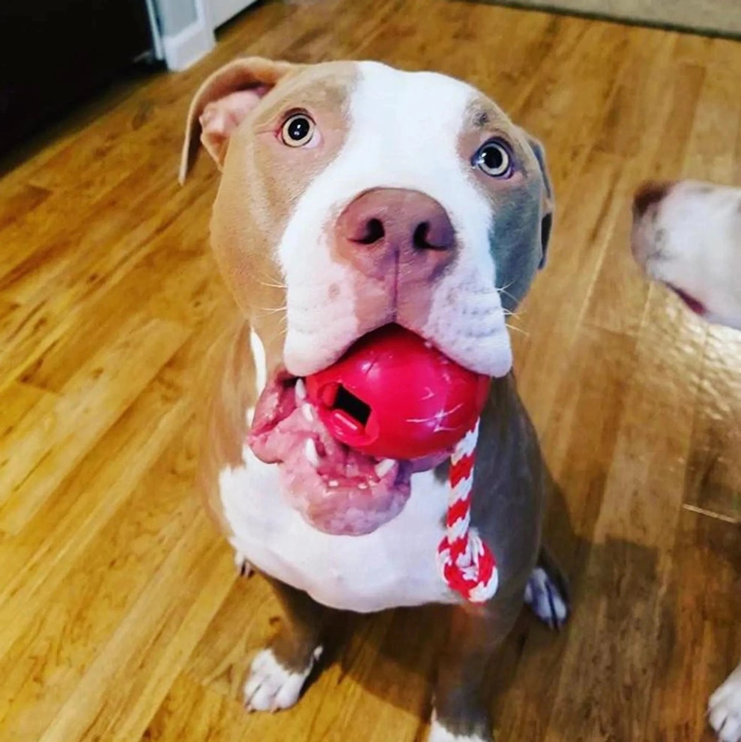 Pit bull holding red rubber treat dispenser ball with braided rope