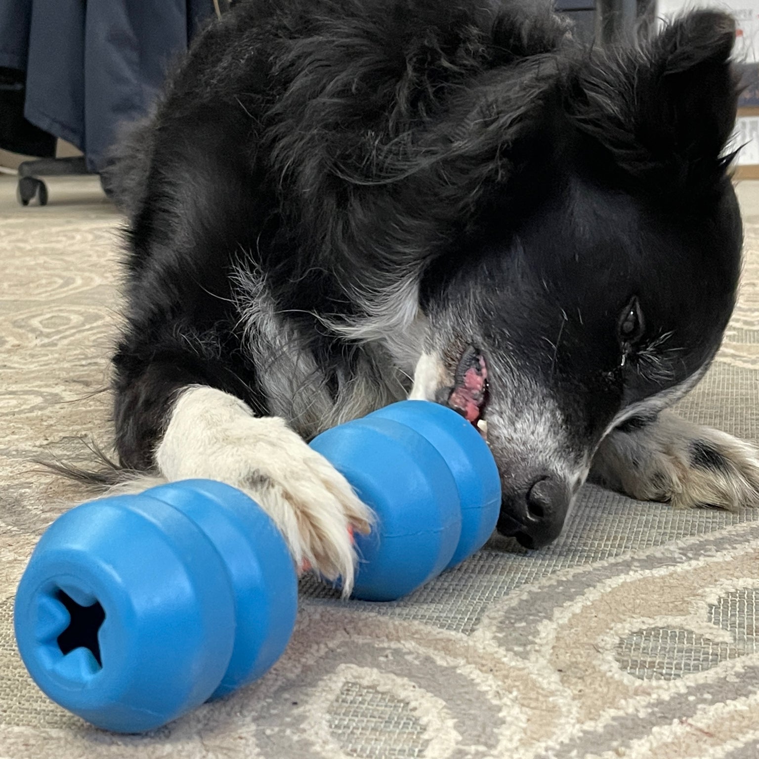 Blue SodaPup treat dispenser toy with star opening held by fluffy black and white dog
