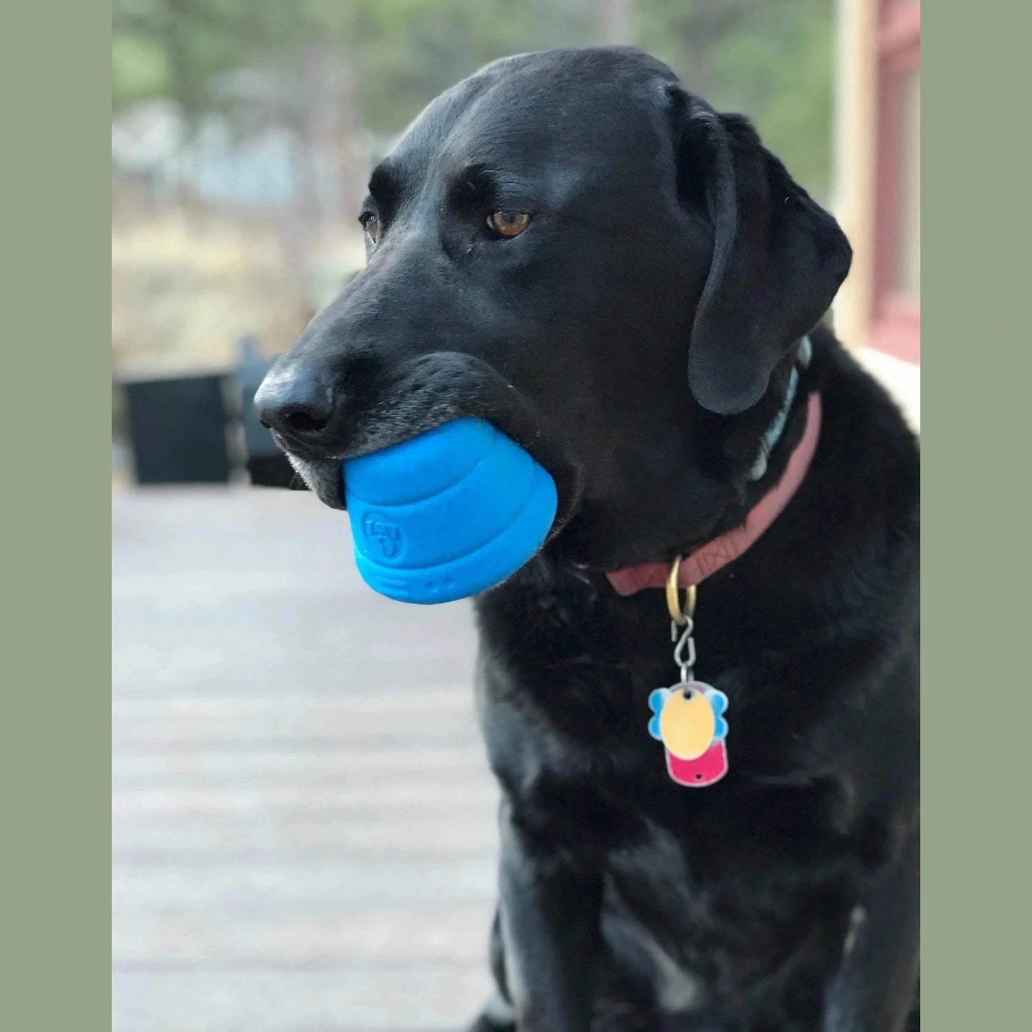 Black dog chewing blue tough rubber space capsule treat dispenser outdoors