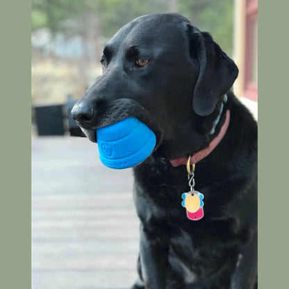 Black dog chewing blue tough rubber space capsule treat dispenser outdoors