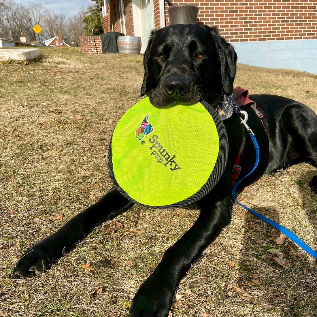 Black dog holding lime green Spunky Pup soft disc toy outdoors